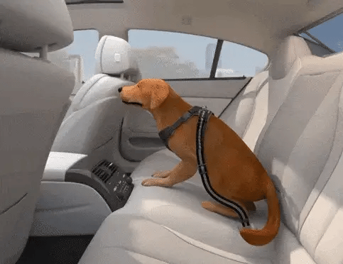 Travel Worry-Free with Your Furry Companion!